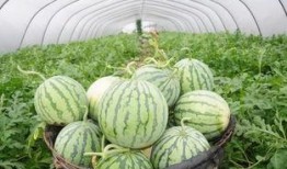 今日吃瓜贴 临朐网红大玲子事件,揭秘网络红人的争议漩涡